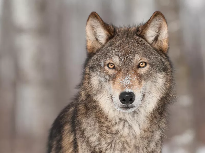 Wolf in snowy forest, one of the most common spirit animals