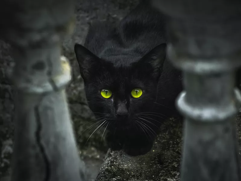 black cat eyes