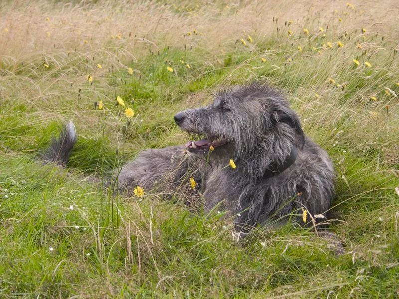 scottish deerhound