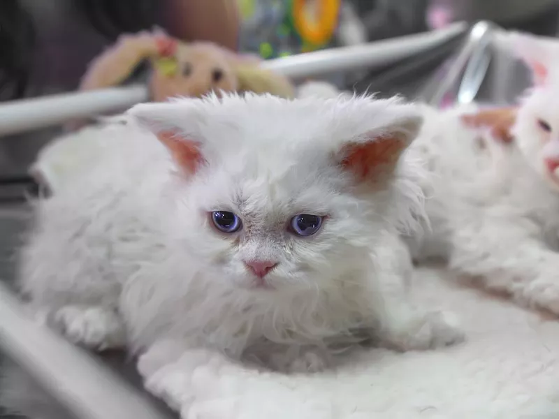 Selkirk Rex kitten