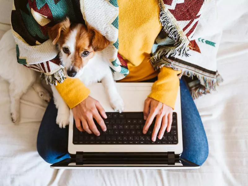 Woman working on laptop at home with dog on lap