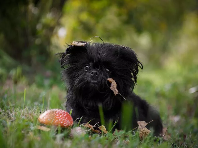 Affenpinscher