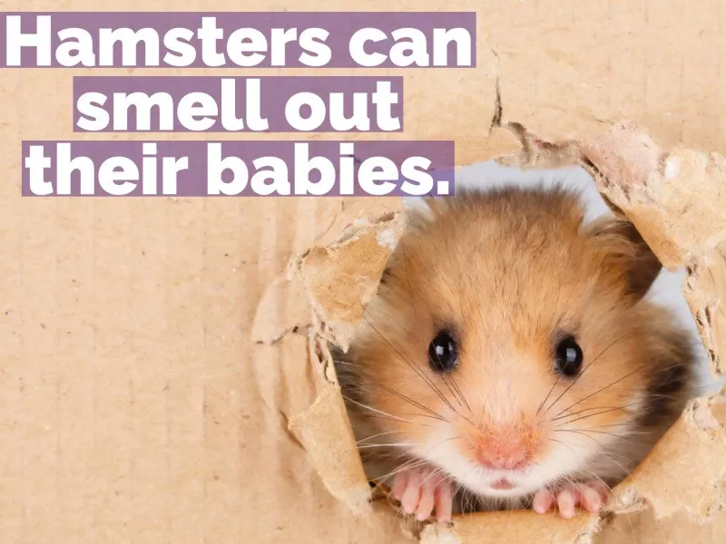 hamster