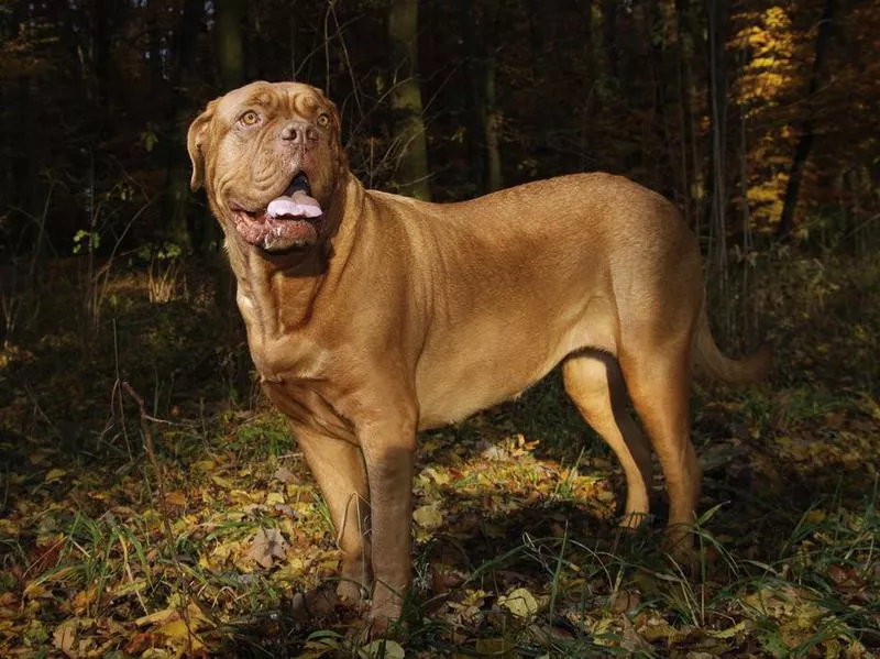 Dogue de Bordeaux