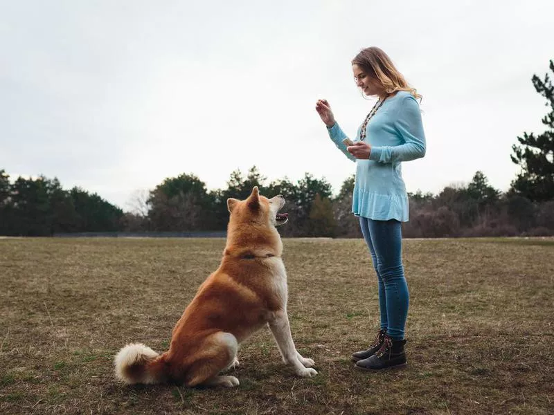 Sitting dog listening to woman