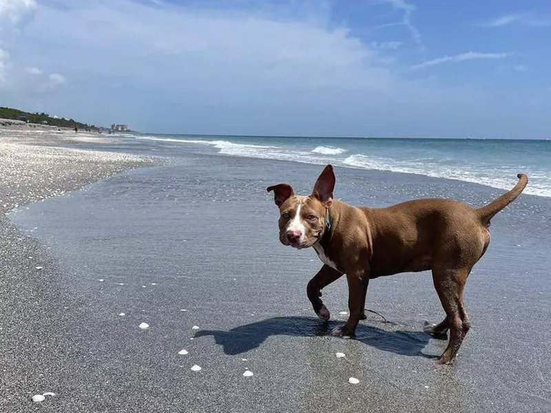 Dog playing in the sand at Jupiter Beach