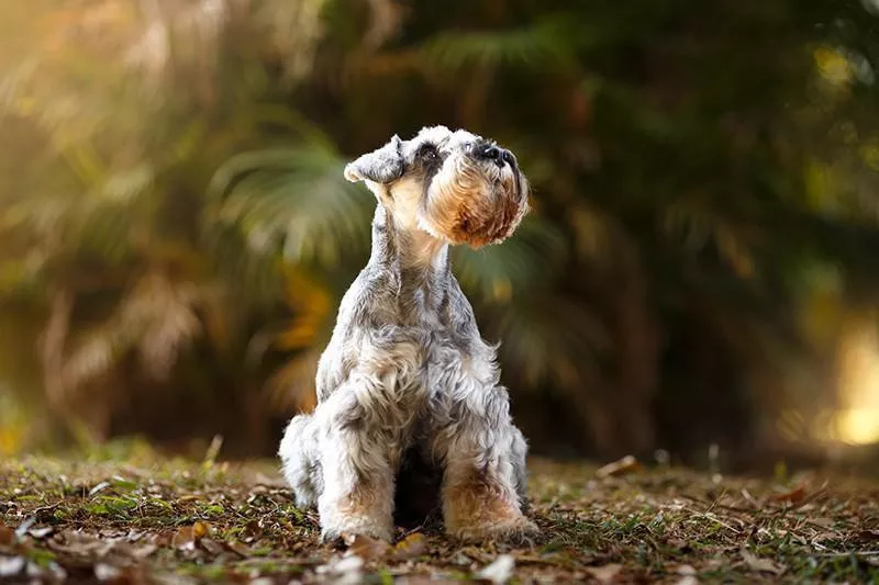 Miniature Schnauzer in the woods