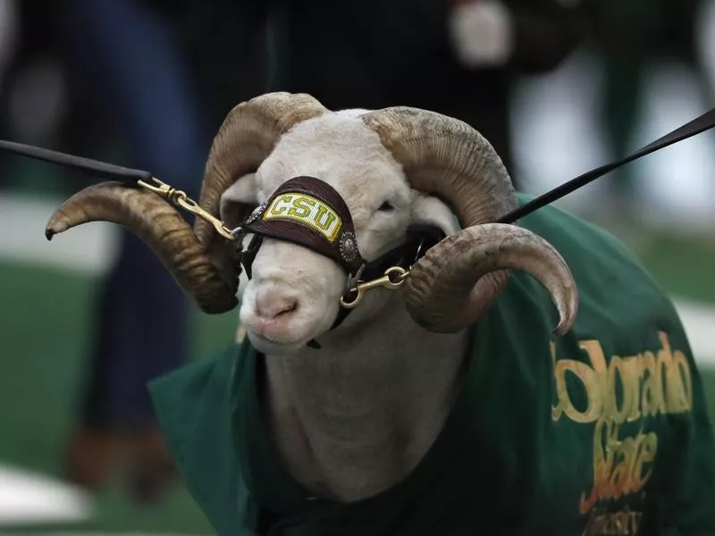 Cam the Ram