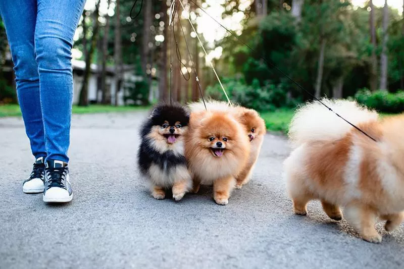 Pomeranian