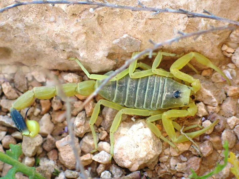 Deathstalker Scorpion