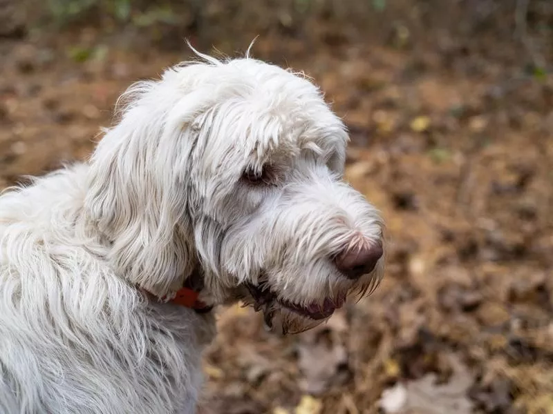 Spinone Italiano