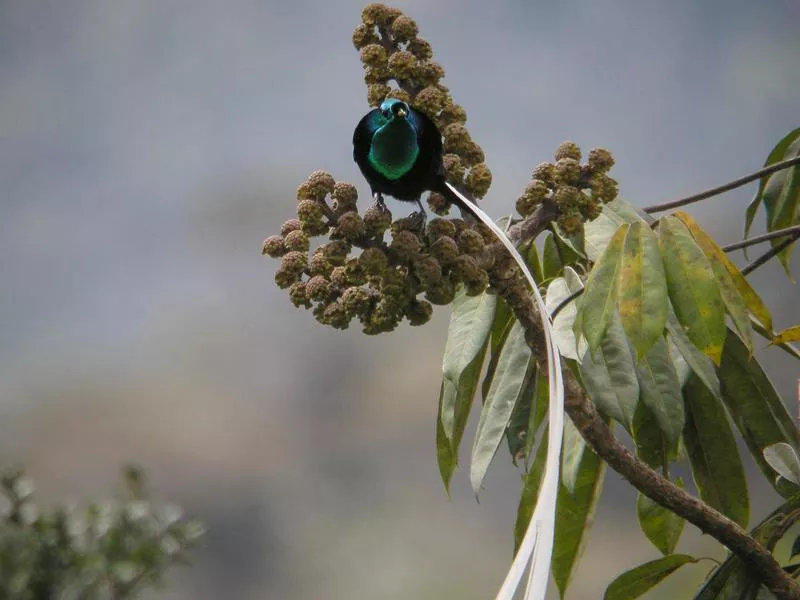 Ribbon-Tailed Astrapia