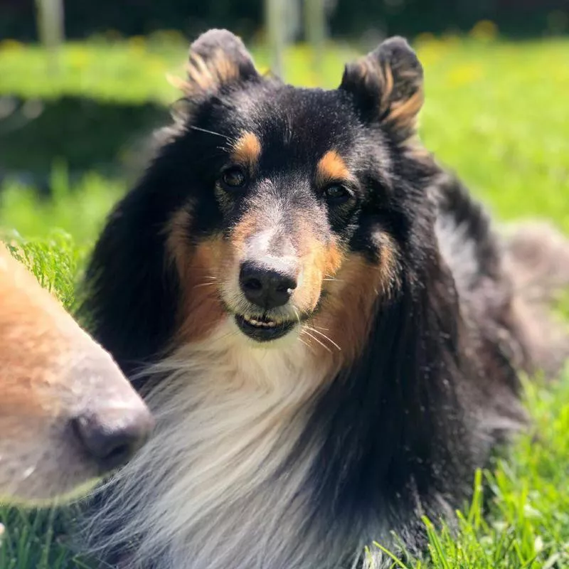 Dog snout photobomb