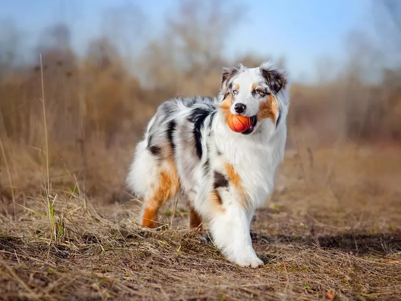 Australian Shepherd walking