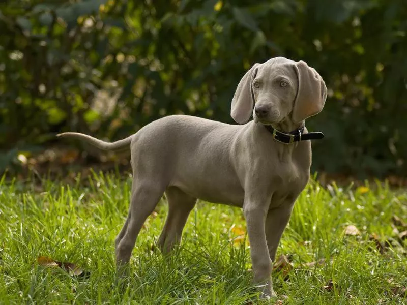 weimaraner