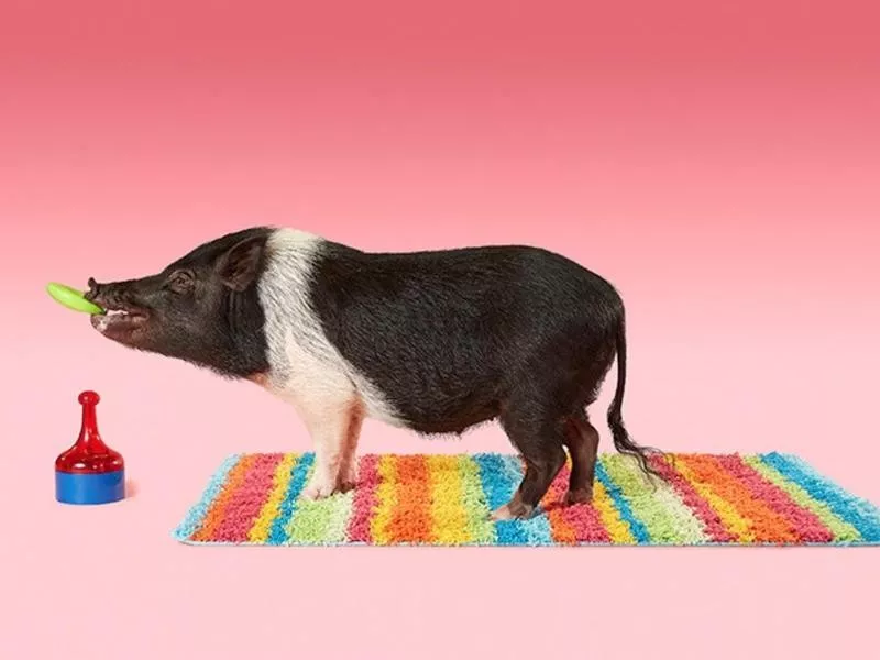 The Most Tricks Performed by a Pig in 1 Minute