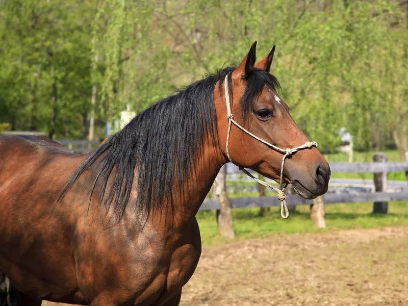 Paso Fino Horse