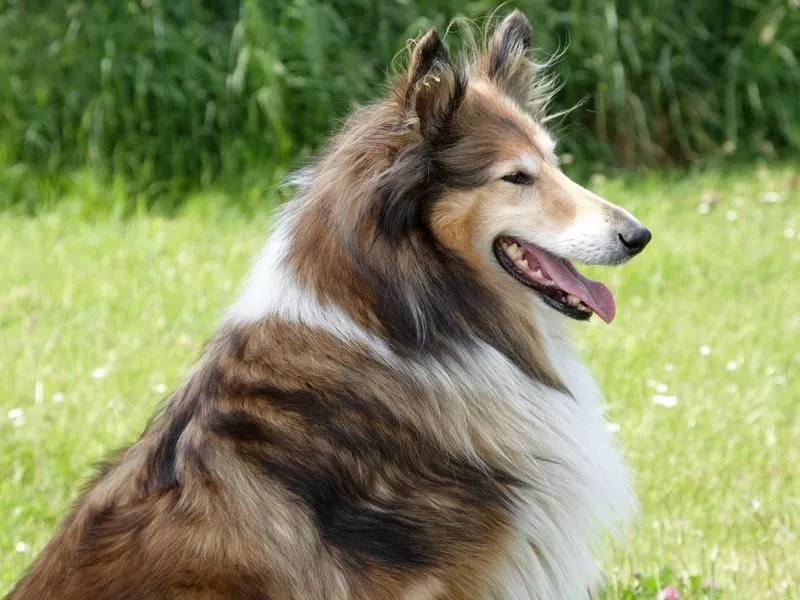 Collie