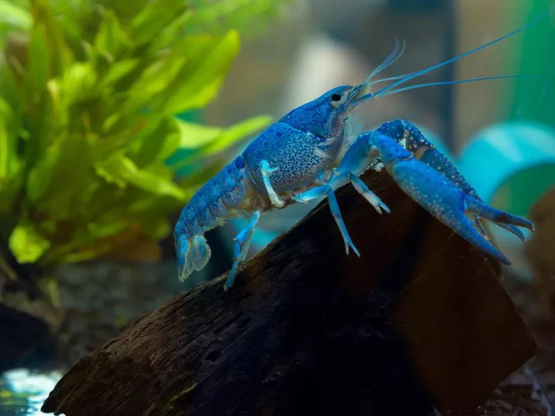 Blue Crayfish