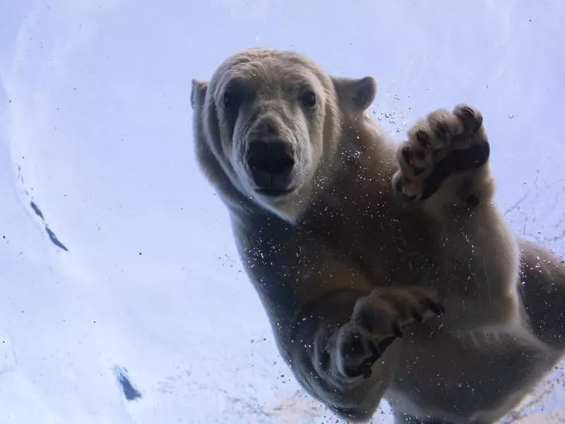 Polar bear at the Copenhagen Zoo