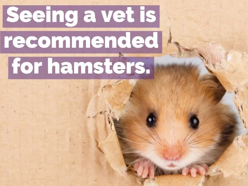 hamster