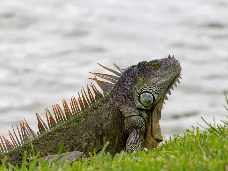 Green Iguana