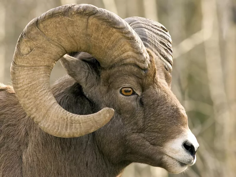 Brown bighorn sheep near Sheep River, Alberta