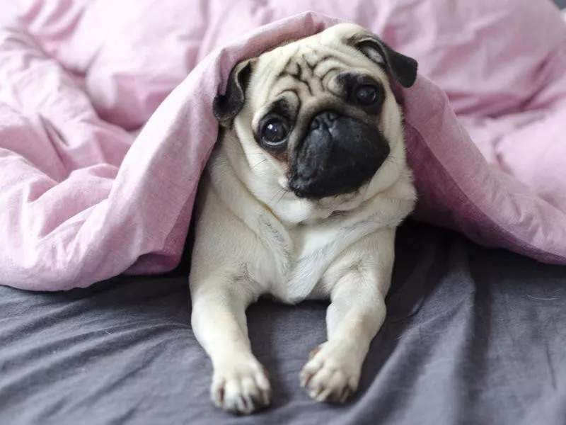 Pug