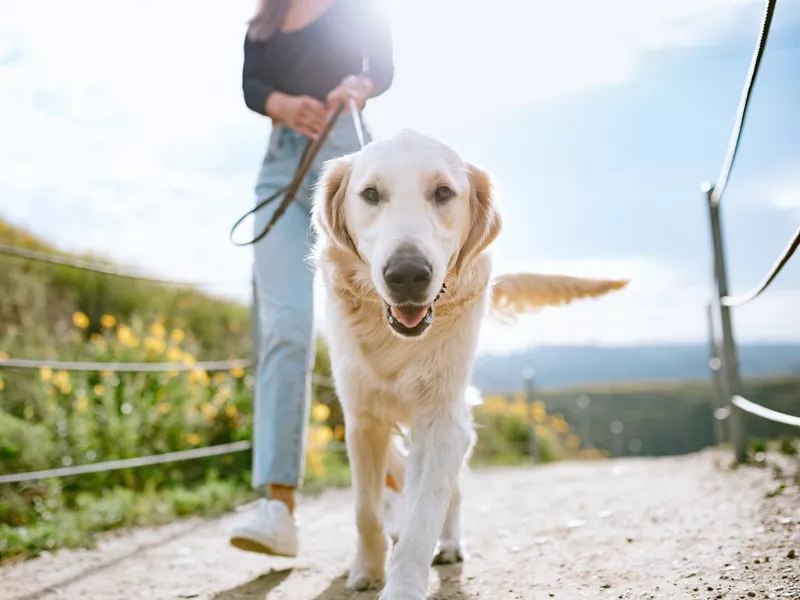 Young woman walking a golden retriever