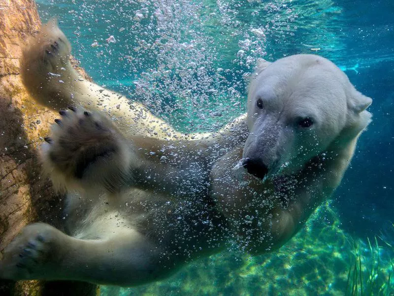 San Diego Zoo