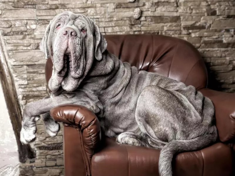 neapolitan mastiff