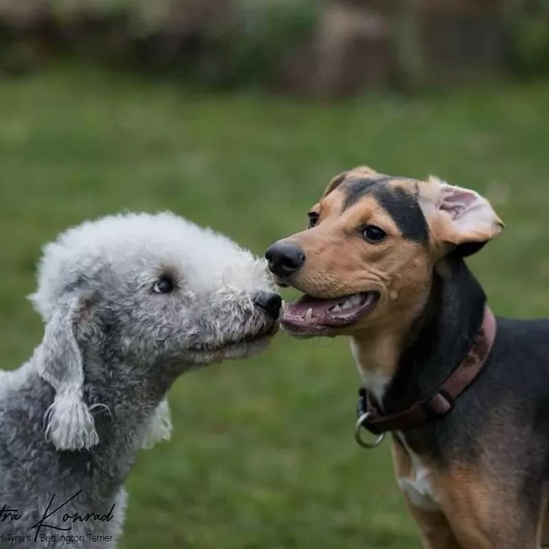 Bedlington Terrier