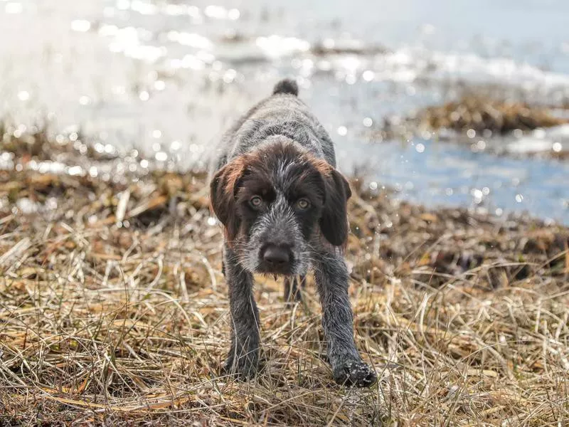 Wirehaired Pointing Griffon