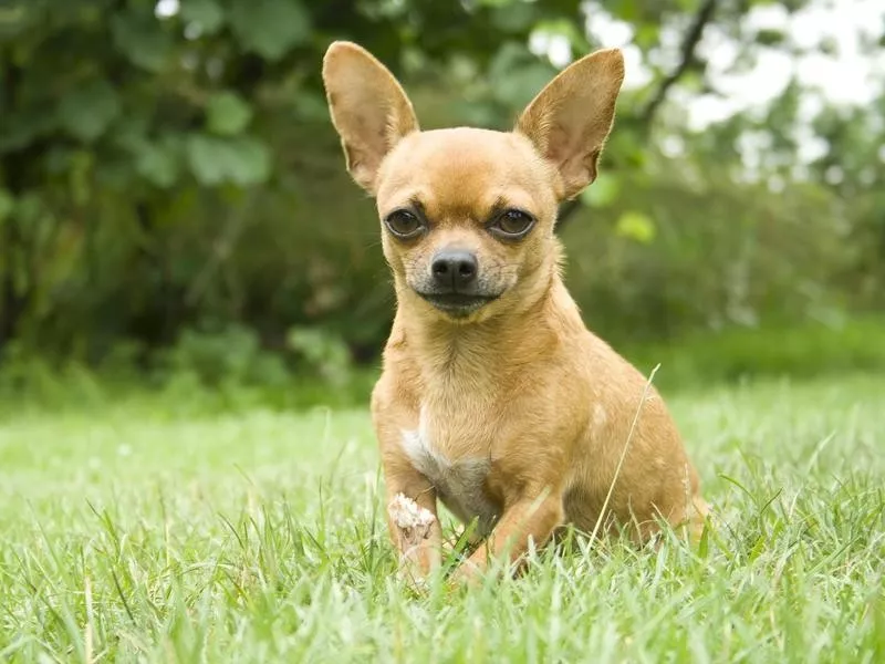 Chihuahua