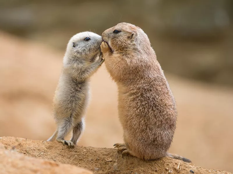 Prairie dog friends