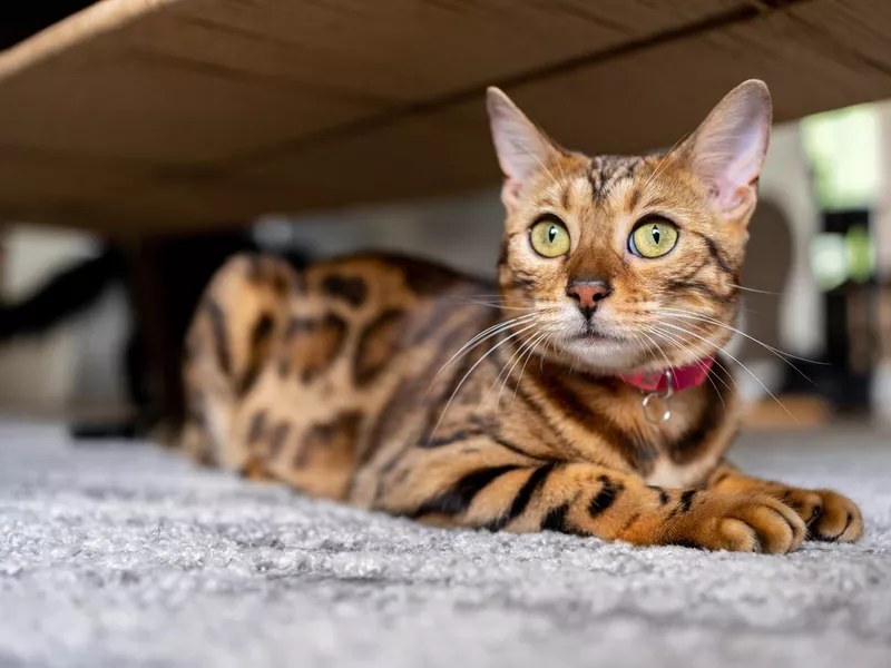 Bengal cat at home