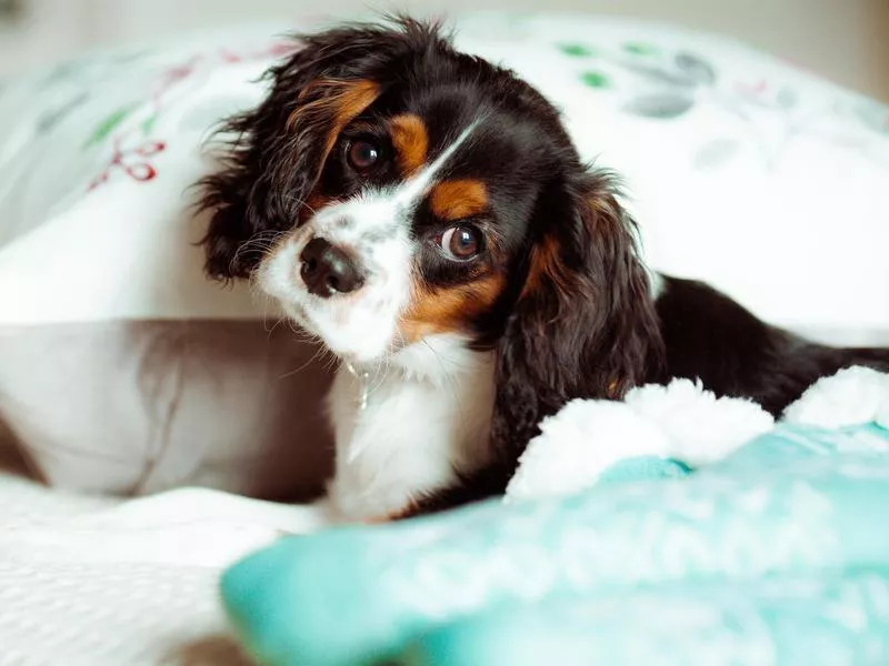 king charles spaniel