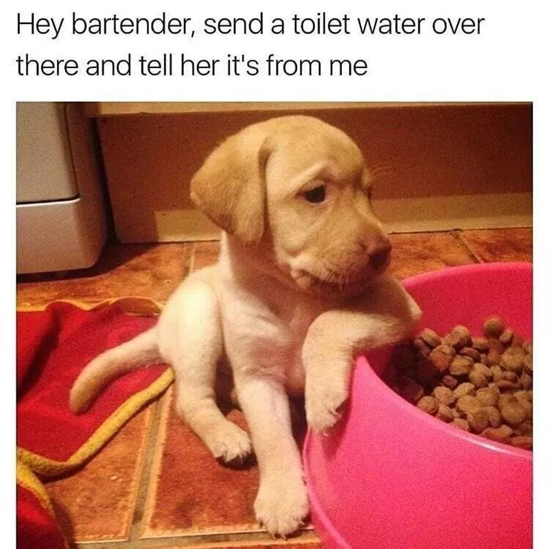 Puppy at food bowl