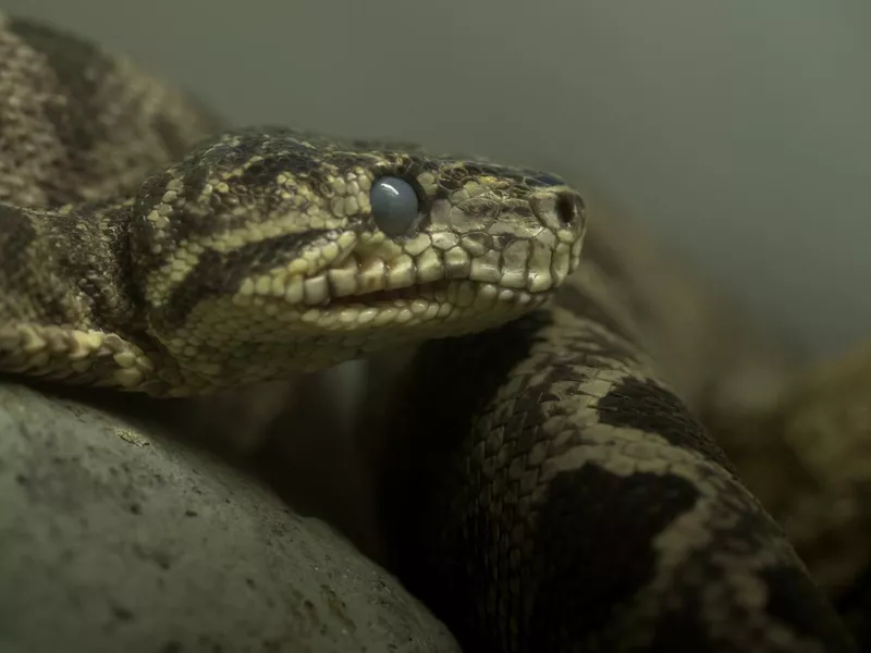 Night adder at a zoo