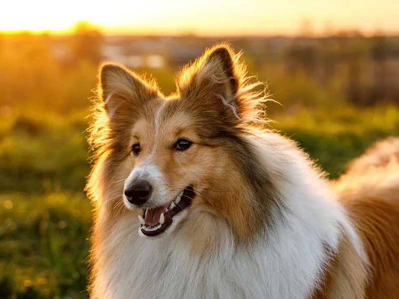 Shetland sheepdog