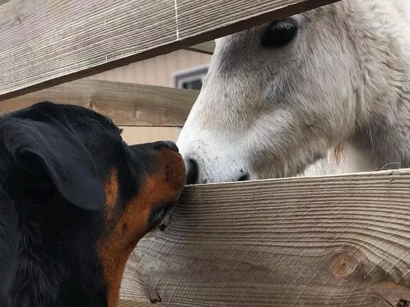 Horse and dog