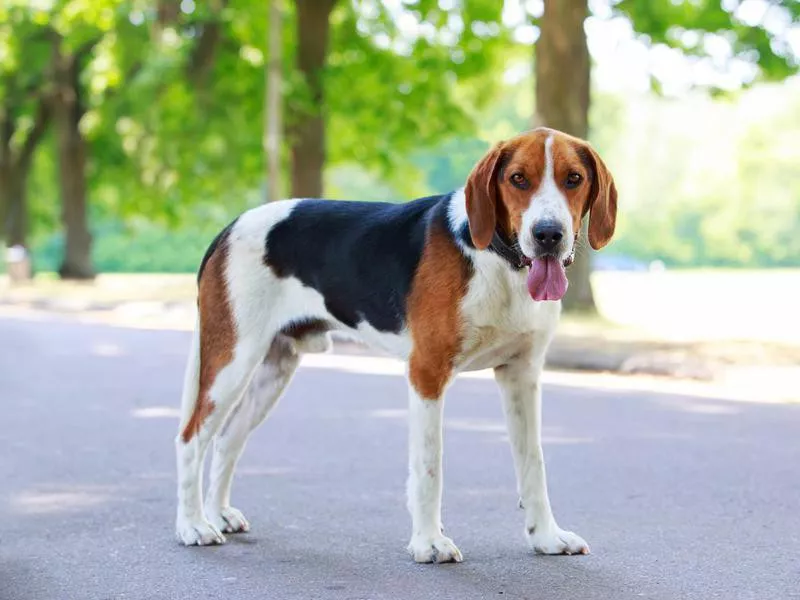 American Foxhound