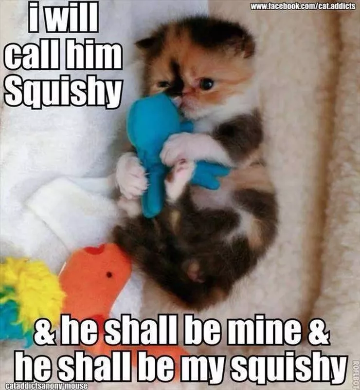 Cute cat hugging an octopus