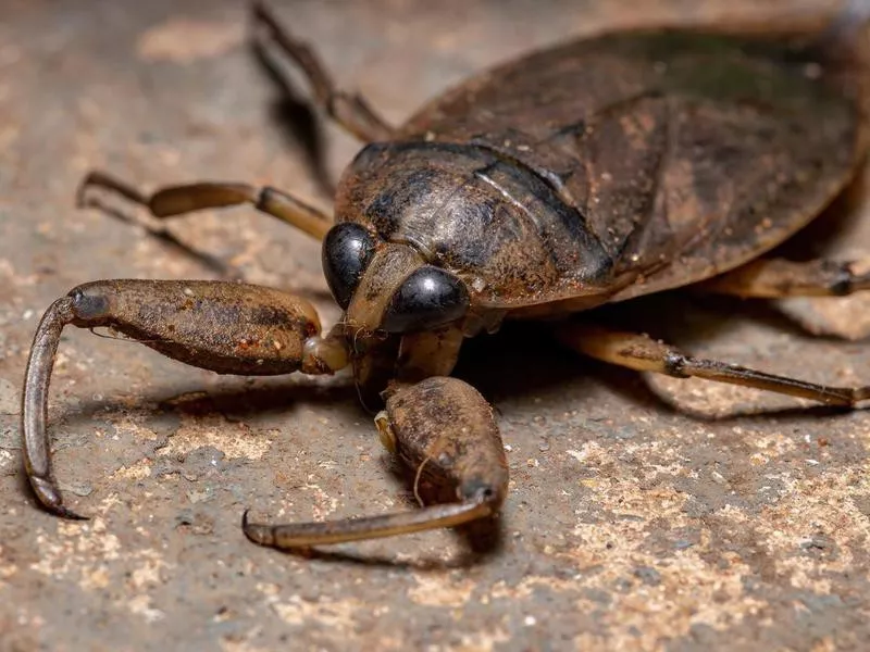 Adult Giant Water Bug