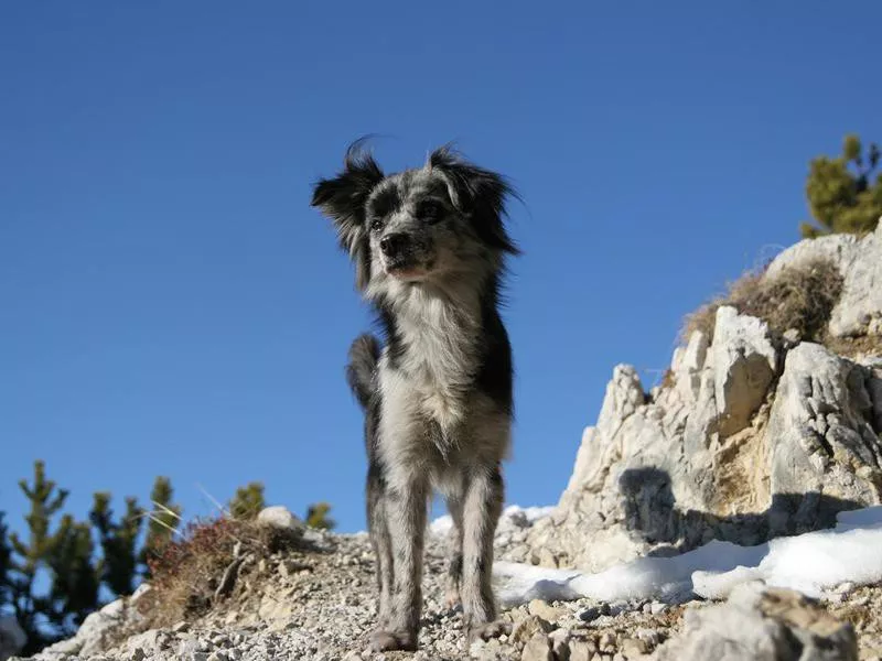 Pyrenean Shepherd, a small, shaggy dog breed