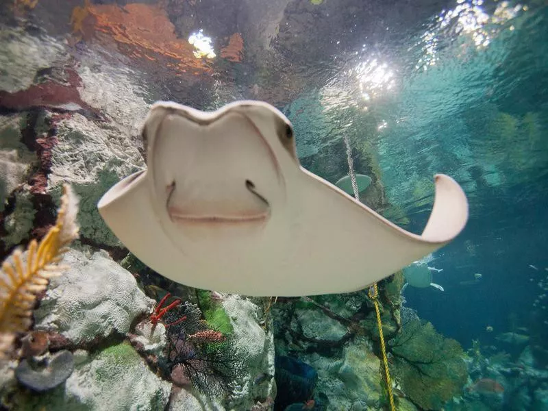 Shedd Aquarium