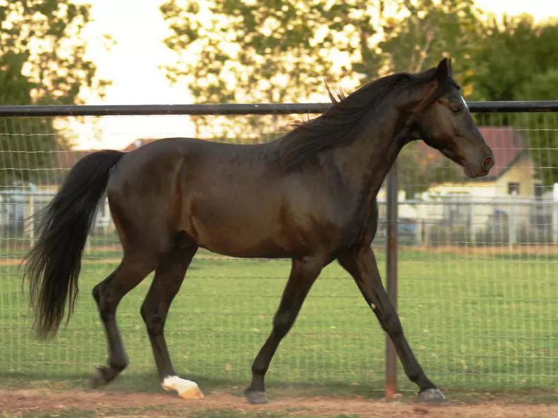 Missouri Fox Trotter