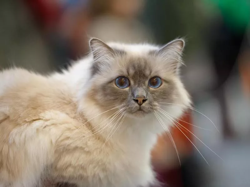 Birman cat