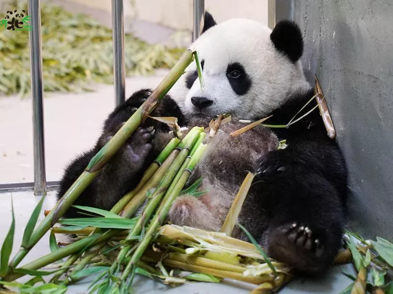 Panda bear at Taipei Zoo