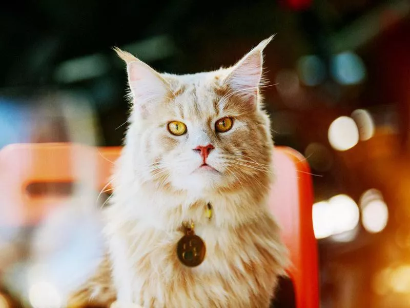 Ginger Maine Coon portrait